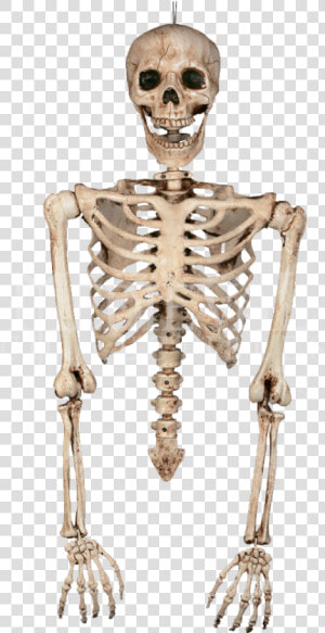 Drawn Skeleton Torso   Skeleton Torso Png  Transparent Png