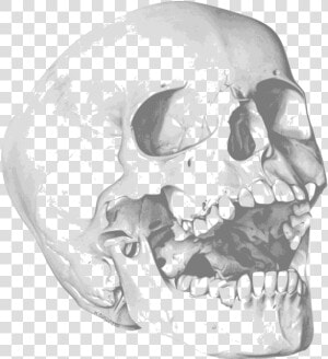 Skull Human Skeleton Bone Drawing   Royalty Free Skull  HD Png Download