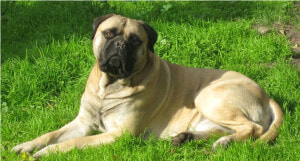 Slide   English Mastiff  HD Png Download