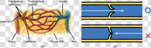 Illustration A Shows An Artery Branching Off Into An   Blood Flow To Tissues  HD Png Download