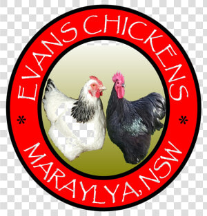 Evans Chickens Photos Backyard Chickens For Sale Sydney   Rooster  HD Png Download