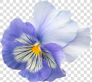 Pansy  Blue  Purple  Blossom  Bloom  Flower  Spring   Viola Flower Transparent Background  HD Png Download