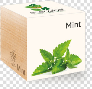 Transparent Spearmint Png   Mentol Hoja Png  Png Download