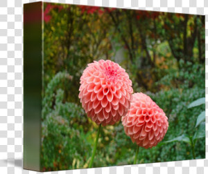 Clip Art Dahlia Images   Dahlia  HD Png Download