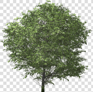  ​img    Tree No Back Ground  HD Png Download