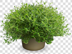 Evergreen Shrub Png  Transparent Png