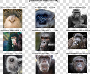 Monkey Dataset  HD Png Download