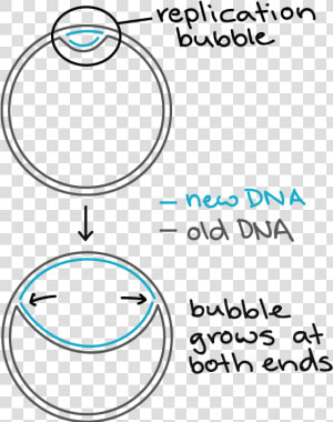 Bacterial Dna Replication  HD Png Download