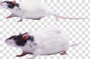 Mouse Png Images   Крыса Пнг  Transparent Png