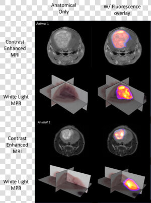 Molecular Fluorescence Data Is Shown As A 3d Maximum   Sphere  HD Png Download