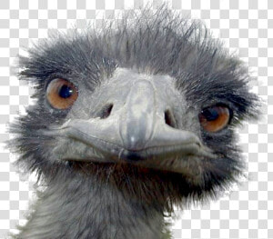 Peek A Boo Ostrich Postcards  960x721   Png Download   Ugly Emu  Transparent Png