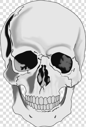 Clipart Realistic Human Skull   Realistic Skull Clipart  HD Png Download