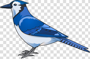 Bird Png Clip   Clipart Blue Jay Png  Transparent Png