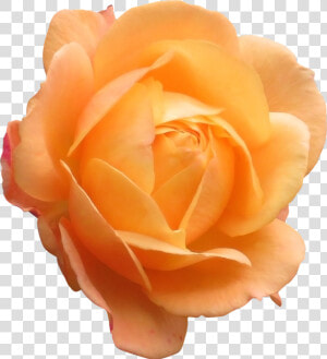 Rose  Orange  Flower  Orange Flower  Flowers Isolated   Orange Rose Png  Transparent Png