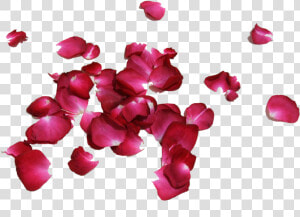 Petalos De Rosas Png  Transparent Png