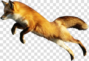 Fox Png Image Fox Png   Zorro Png  Transparent Png