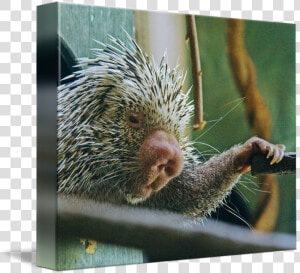 New World Porcupine  HD Png Download