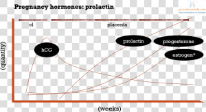 Pregnancy Hormones  amp  Prolactin Regulation Diagram   Hormones During Pregnancy Prolactin  HD Png Download