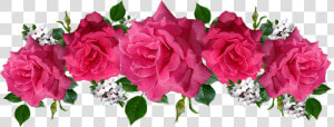 Rosas  Rosa  Flores  Daphne  Acuerdo  Jardín   Rosas Pink Png  Transparent Png