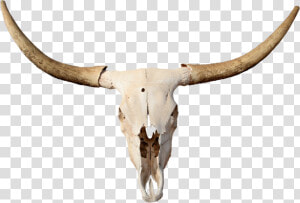 Skulls Transparent Longhorn   Transparent Bull Skull Png  Png Download