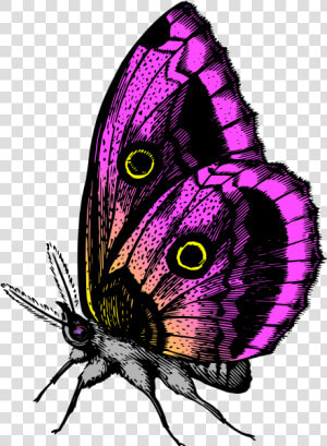 Butterfly In Purple Colors   You Give Me Butterflies  HD Png Download