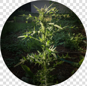 Nasty Weed   Dandelion Weed Big  HD Png Download