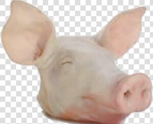 Domestic Pig   Png Download   Pig Head Png  Transparent Png