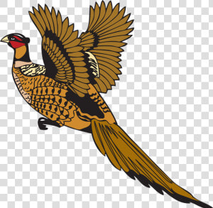 Bird Feather Pheasant Drawing   Pheasant Cartoon Png  Transparent Png