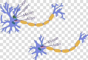 Neuron Branching With Grip1  Neuron Branching Without   Biopsychology Structure Of A Neuron  HD Png Download