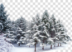  trees  forest  winter  snow  frost   Snow Covered Trees Png  Transparent Png