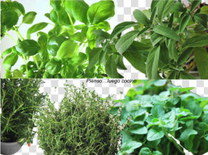 Plantation  HD Png Download