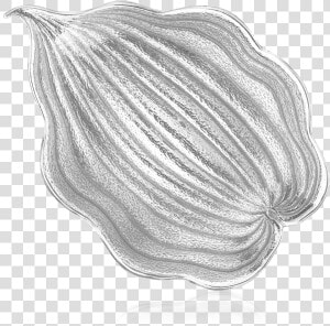 Buccellati   Bowls   Hosta   Bowls   Sketch  HD Png Download