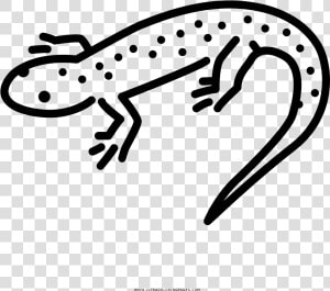 Salamander Coloring Page  HD Png Download