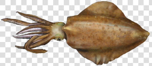 Squid Png Free Images   South Australian Squid  Transparent Png