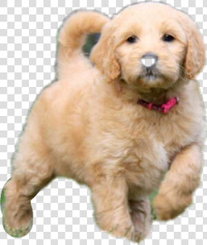  goldendoodle  dog  puppy  adorable  cute   Puppy Pictures Of Goldendoodles  HD Png Download