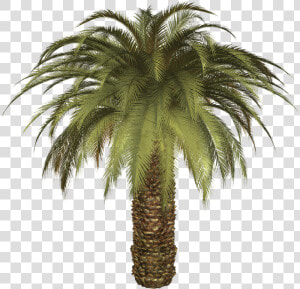 Palm Tree Png   Big Palm Tree Png  Transparent Png