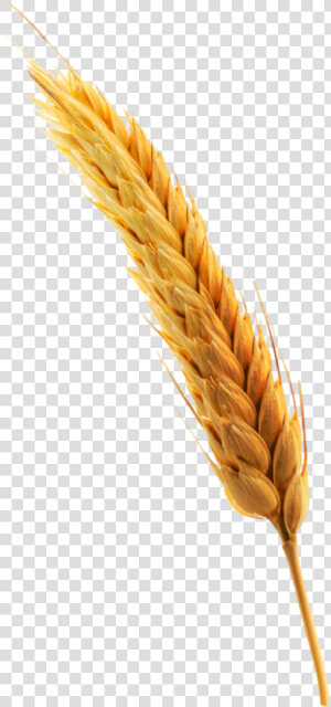 Espiga De Trigo   Triticale  HD Png Download