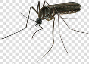 Mosquito   Png Download   Mosquito  Transparent Png