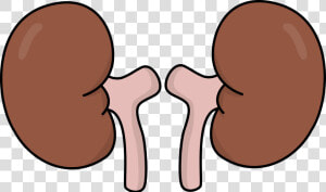 Kidneys Clipart  HD Png Download