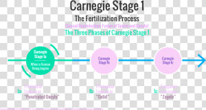 Carnegie Stages Of Human Embryonic Development   Leed Regional Priority  HD Png Download