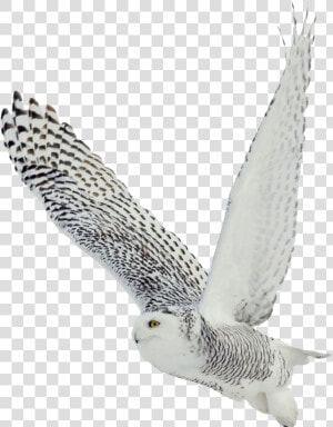 Owl Png   Snowy Owl Transparent Background  Png Download