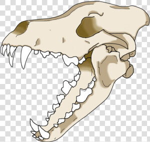 Wolf Skull Png   Wolf Skull Drawing Transparent  Png Download