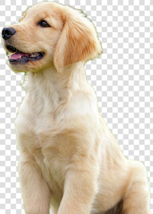 Golden Retriever Puppy Png Download Image   Golden Retriever  Transparent Png