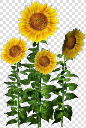 Plantas 3d   Girasol   Acca Software   Planta De Girasol Png  Transparent Png