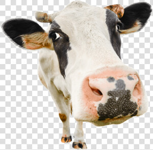 Transparent Dairy Cow Png   Stock Photo Cow  Png Download