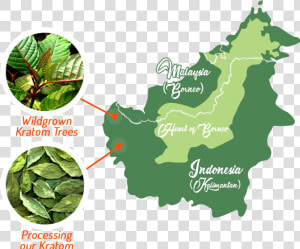 Transparent Kratom Png   Borneo Rainforest Map  Png Download