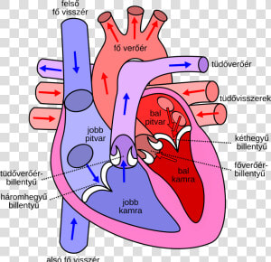 Diagram Of The Human Heart Hu   Side Of The Heart Pumps Blood  HD Png Download