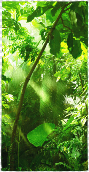 De Forets Tropicales  HD Png Download