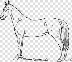 Free Vector Horse Scheme   Horse Black And White Drawing  HD Png Download