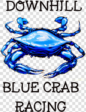 Chesapeake Blue Crab  HD Png Download